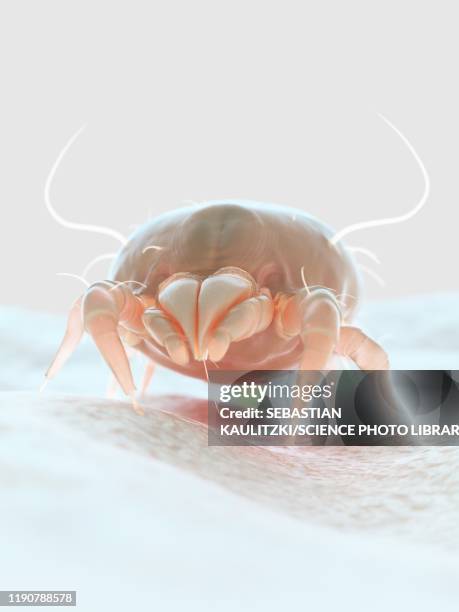 dust mite, illustration - dust bunny stock pictures, royalty-free photos & images