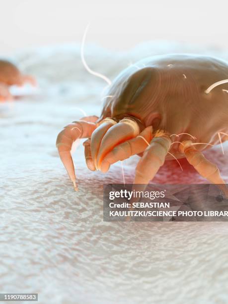 dust mite, illustration - dust bunny stock pictures, royalty-free photos & images