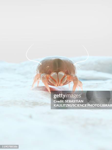 dust mite, illustration - dust bunny stock pictures, royalty-free photos & images