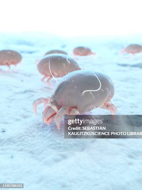 dust mites, illustration - dust bunny stock pictures, royalty-free photos & images