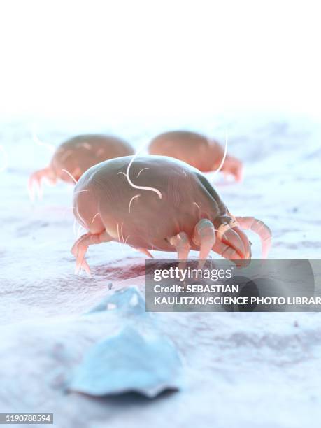 dust mites, illustration - dust bunny stock pictures, royalty-free photos & images