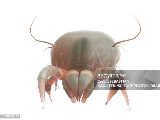 dust mite, illustration - dust bunny stock pictures, royalty-free photos & images