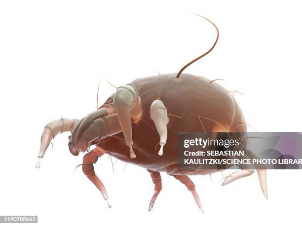 dust mite, illustration - dust bunny stock pictures, royalty-free photos & images