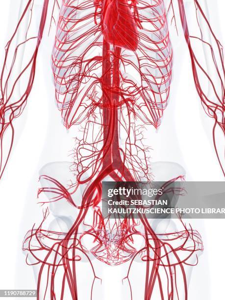 female vascular system, illustration - female internal organs stock illustrations