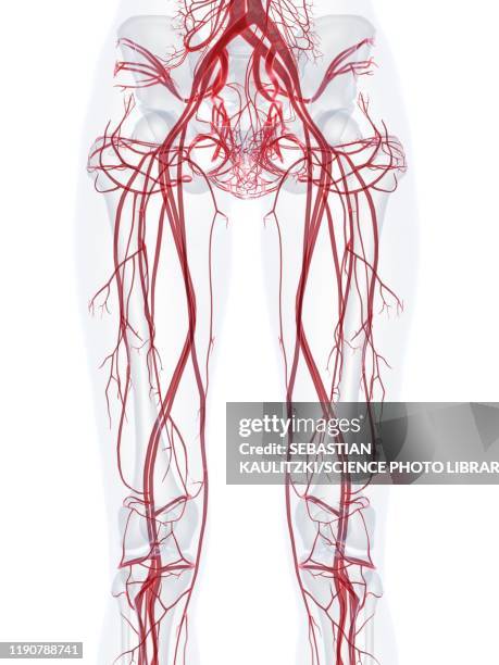 illustrations, cliparts, dessins animés et icônes de female vascular system, illustration - système sanguin