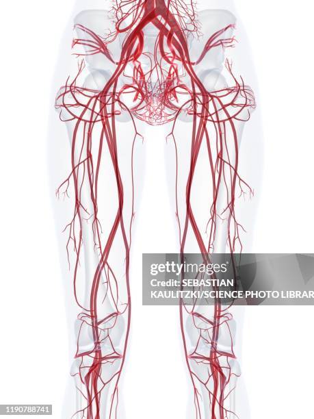 female vascular system, illustration - vein stock illustrations