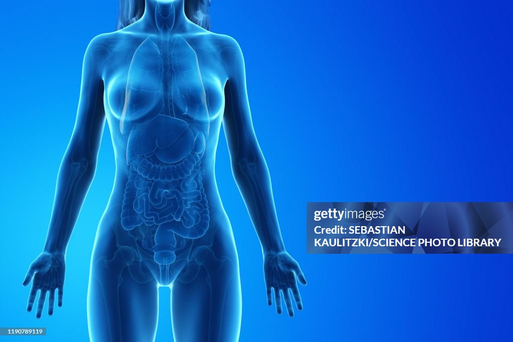 Female anatomy, illustration