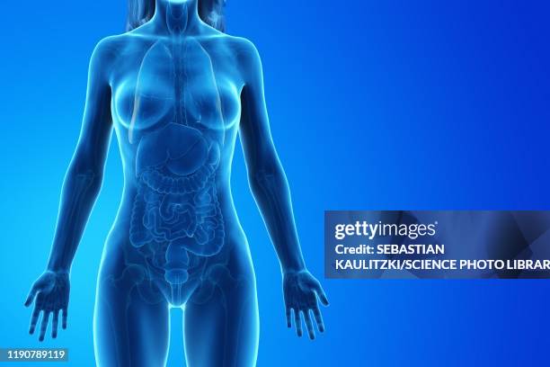 female anatomy, illustration - female internal organs stock illustrations