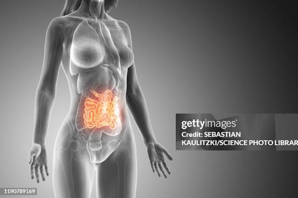 small intestine, illustration - woman intestine stock illustrations