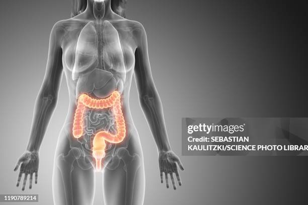 stockillustraties, clipart, cartoons en iconen met large intestine, illustration - human intestine