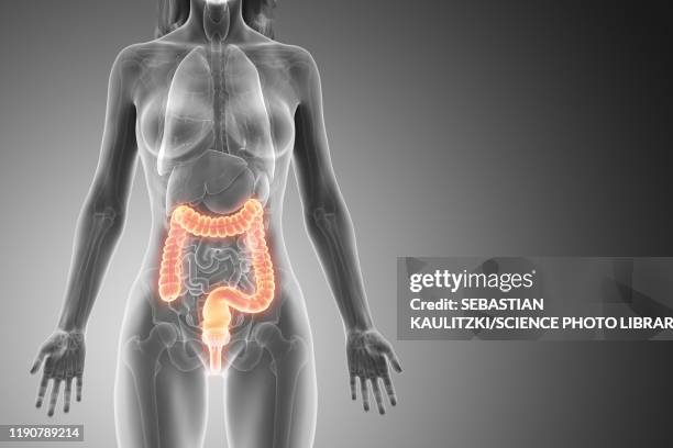bildbanksillustrationer, clip art samt tecknat material och ikoner med large intestine, illustration - människotjocktarm