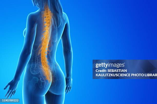 spine, illustration - spine 3d stock illustrations