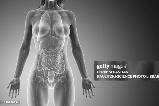female anatomy, illustration - female internal organs stock illustrations