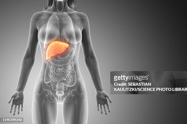 liver, illustration - female internal organs stock illustrations