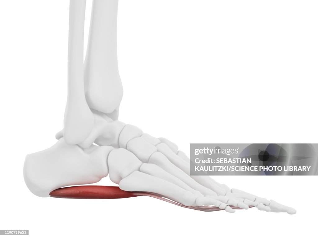 Flexor digitorum brevis muscle, illustration