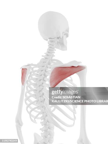 infraspinatus muscle, illustration - infraspinatus stock illustrations