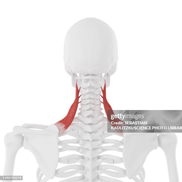 levator scapularis muscle, illustration - human skeletal system stock illustrations