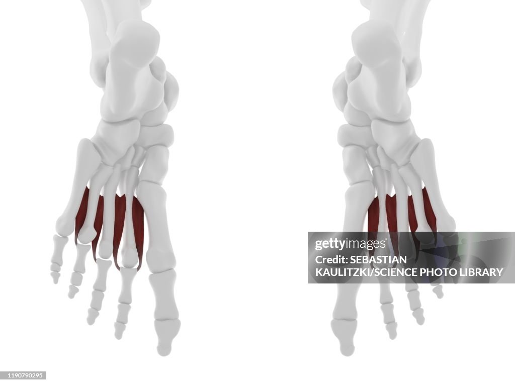 Dorsal interosseous muscle, illustration