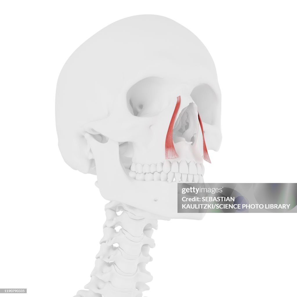 Levator Labii Superioris Alaeque Nasi Muscle Illustration Illustration ...