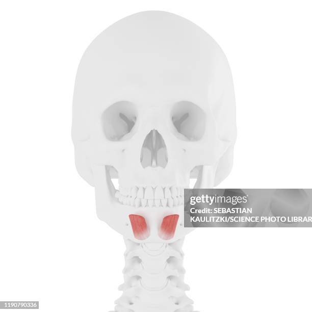 Intercheilion Line Anatomical Facial Muscles Photos and Premium High Res Pictures - Getty ...