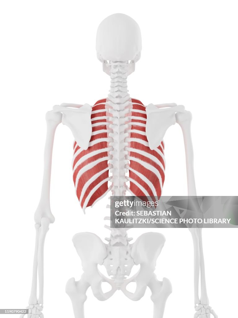 Intercostalis Outer Intercostalis Muscle Illustration High-Res Vector Graphic - Getty ...