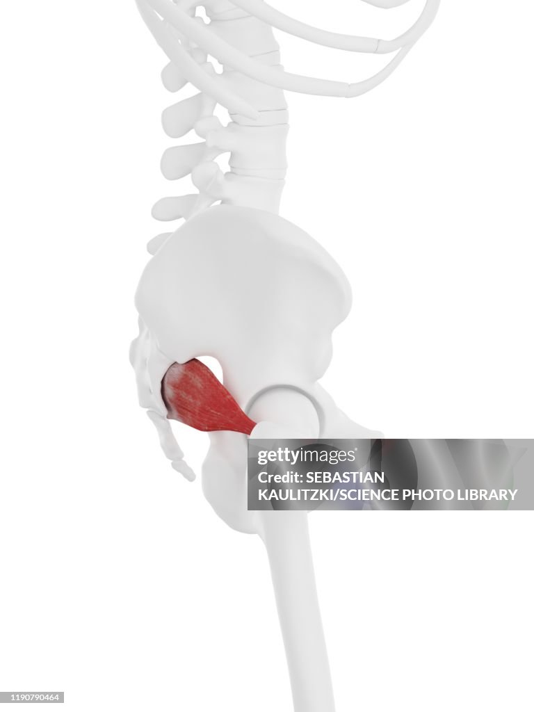 Piriformis muscle, illustration