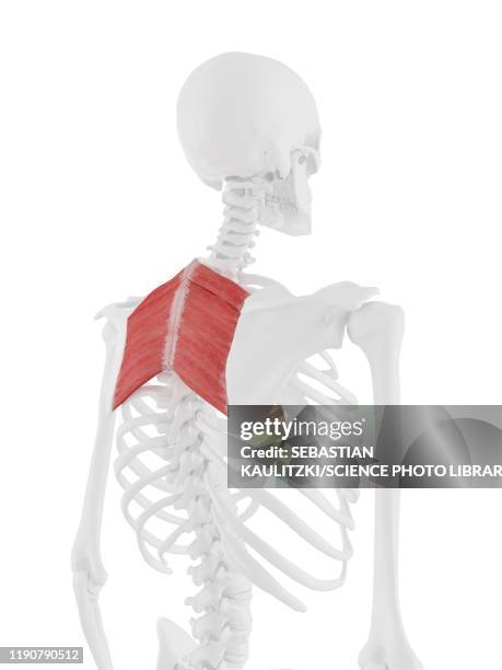 Rhomboid Design 23 Rhomboids Muscles Stock Photos, High-Res Pictures, and Images ...