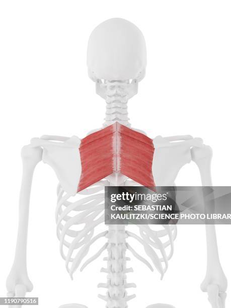 stockillustraties, clipart, cartoons en iconen met rhomboid muscles, illustration - rhomboid muscle