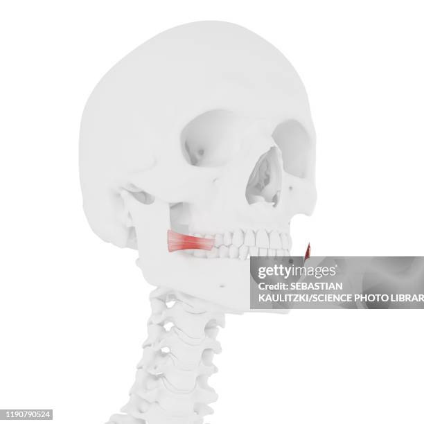 Diagram Risorius 2,768 Skeletal System Diagram High Res Illustrations - Getty Images