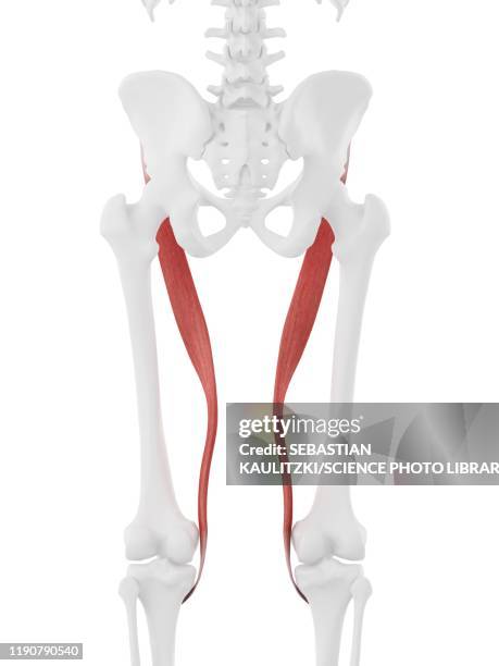 stockillustraties, clipart, cartoons en iconen met sartorius muscle, illustration - kleermakersspier