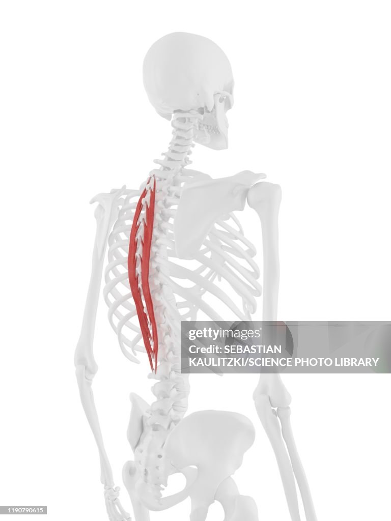 Spinalis thoracis muscle, illustration