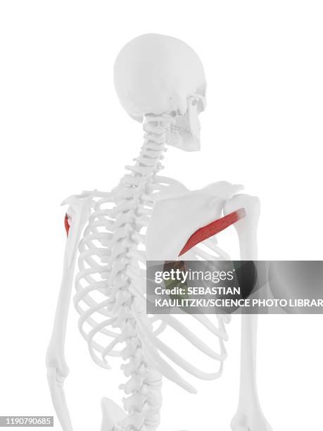 illustrazioni stock, clip art, cartoni animati e icone di tendenza di teres minor muscle, illustration - teres minor