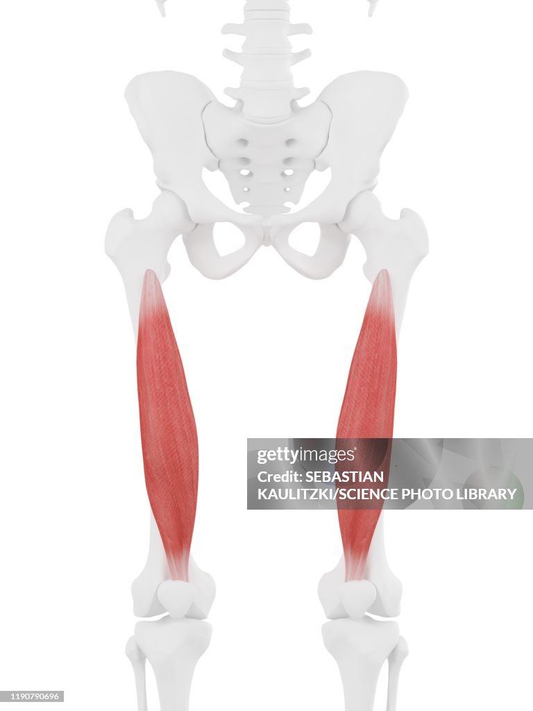 Vastus intermedius muscle, illustration
