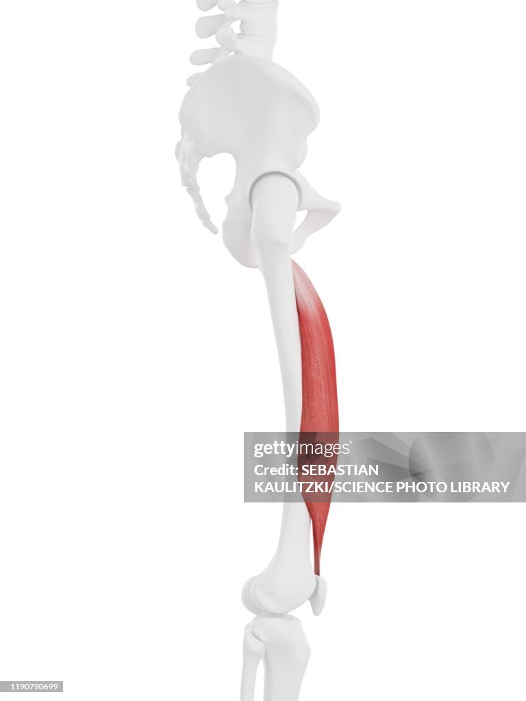 Vastus intermedius muscle, illustration