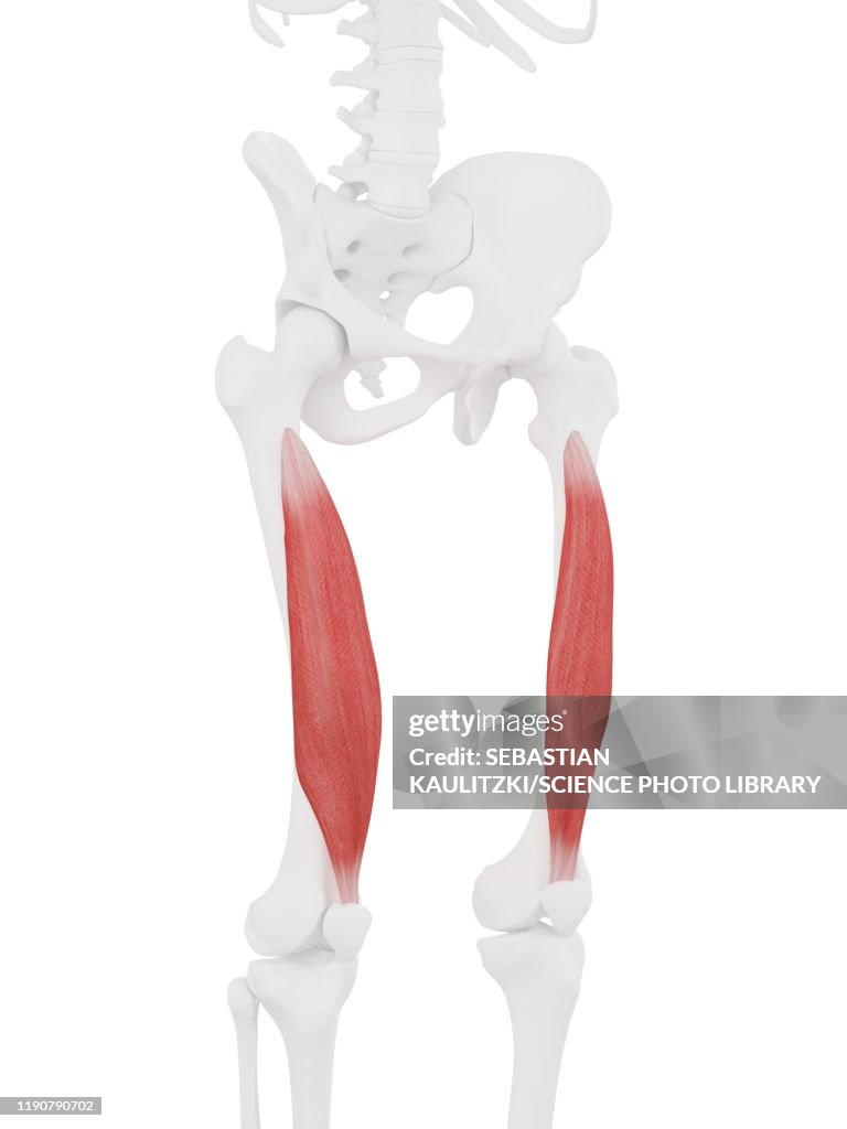 Vastus intermedius muscle, illustration