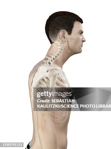 Neck Visual Neck Anatomy Illustration High-Res Vector Graphic - Getty Images
