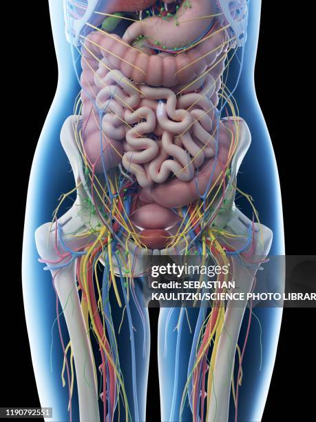 female abdominal anatomy, illustration - woman intestine stock illustrations