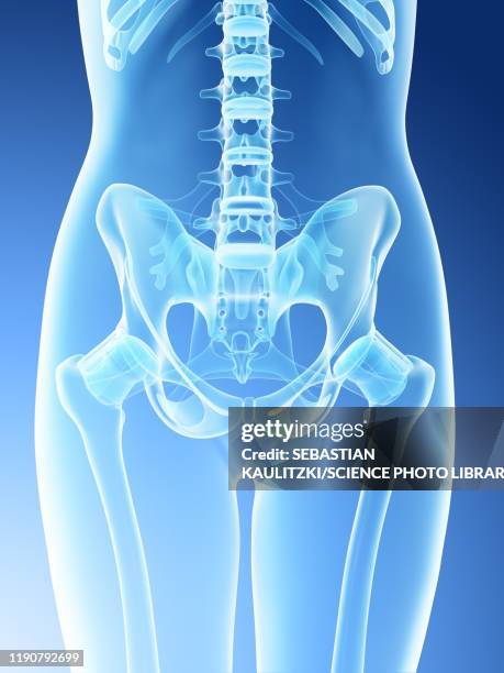 female pelvis anatomy, illustration - body stock illustrations