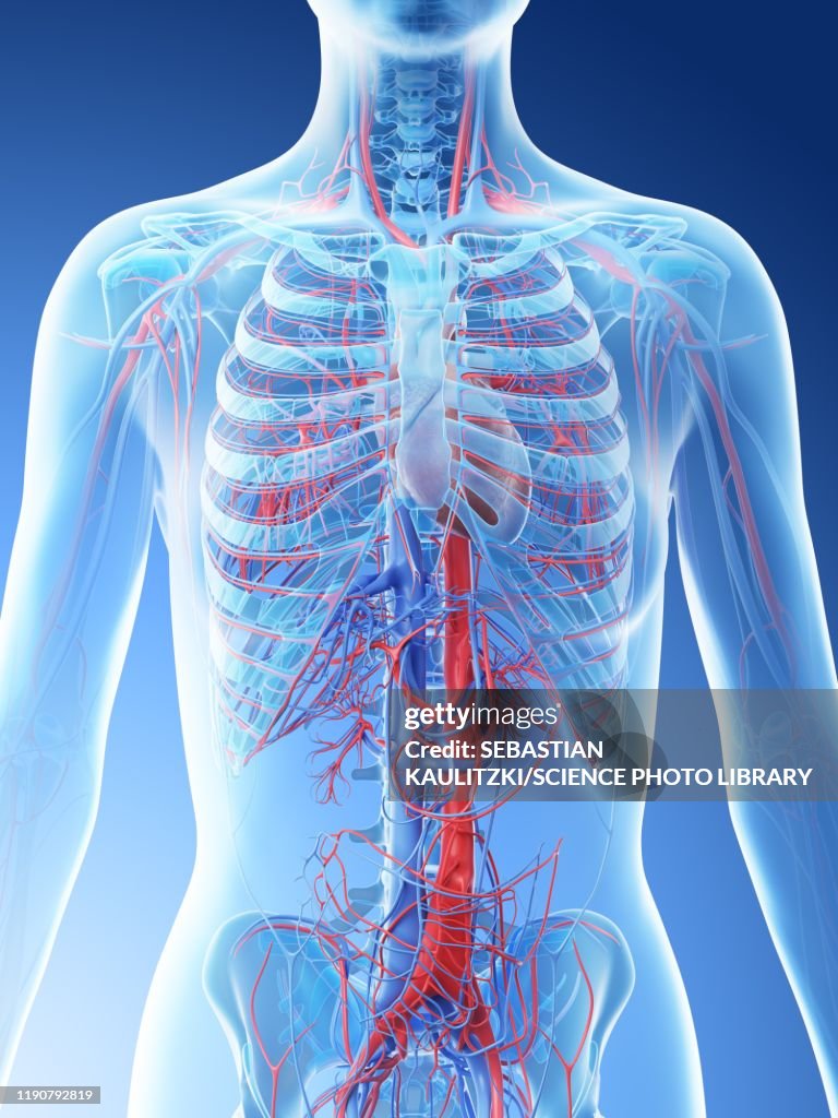 Extravascular System Vascular System Of The Upper Body Illustration High-Res Vector Graphic ...