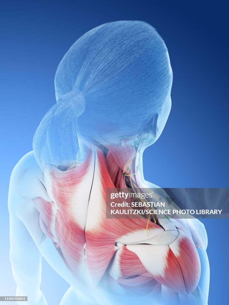 Woman Normal Back Female Back Anatomy Illustration High-Res Vector Graphic - Getty Images
