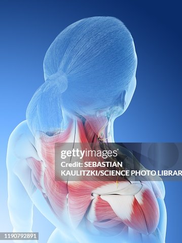 Woman Normal Back Female Back Anatomy Illustration High-Res Vector Graphic - Getty Images