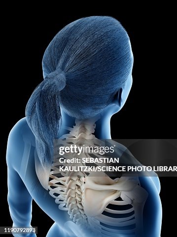 Woman Normal Back Female Back Anatomy Illustration High-Res Vector Graphic - Getty Images