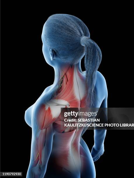 Femle Back 2,824 Female Back Anatomy Stock Photos, High-Res Pictures, and Images ...