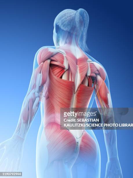 female musculature, illustration - human body part stock-grafiken, -clipart, -cartoons und -symbole