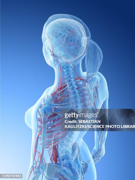 ilustraciones, imágenes clip art, dibujos animados e iconos de stock de female vascular system, illustration - human anatomy organs back view