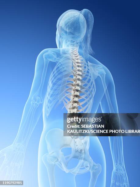 ilustrações, clipart, desenhos animados e ícones de female spine, illustration - human vertebra