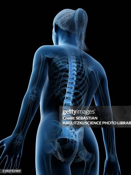 stockillustraties, clipart, cartoons en iconen met female spine, illustration - female chest anatomy