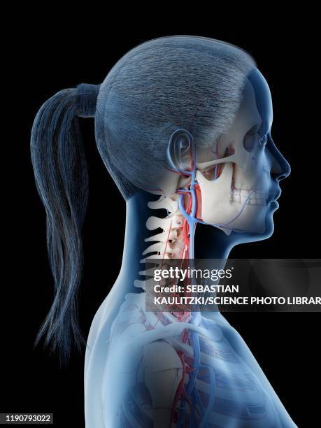 vascular system of the head, illustration - lateral stock illustrations