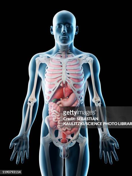 ilustraciones, imágenes clip art, dibujos animados e iconos de stock de male anatomy, illustration - human internal organ