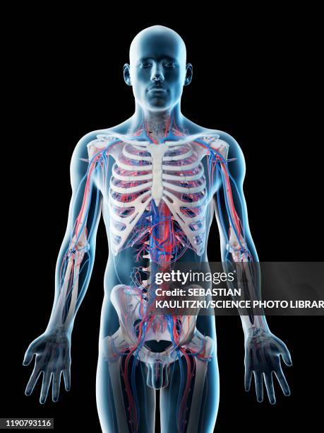 stockillustraties, clipart, cartoons en iconen met male vascular system, illustration - menselijke slagader